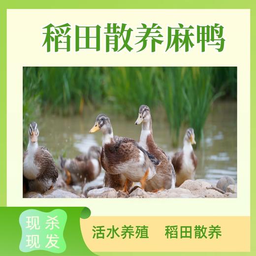 稻田散养麻鸭 净重3.5斤左右/只  活水养殖 现杀现发 商品图0