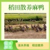稻田散养麻鸭 净重3.5斤左右/只  活水养殖 现杀现发 商品缩略图2