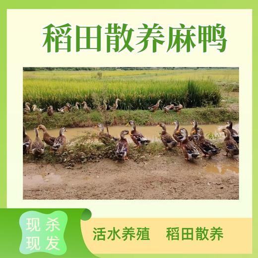 稻田散养麻鸭 净重3.5斤左右/只  活水养殖 现杀现发 商品图2