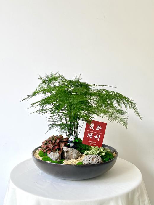 文竹MXY/428 商品图0