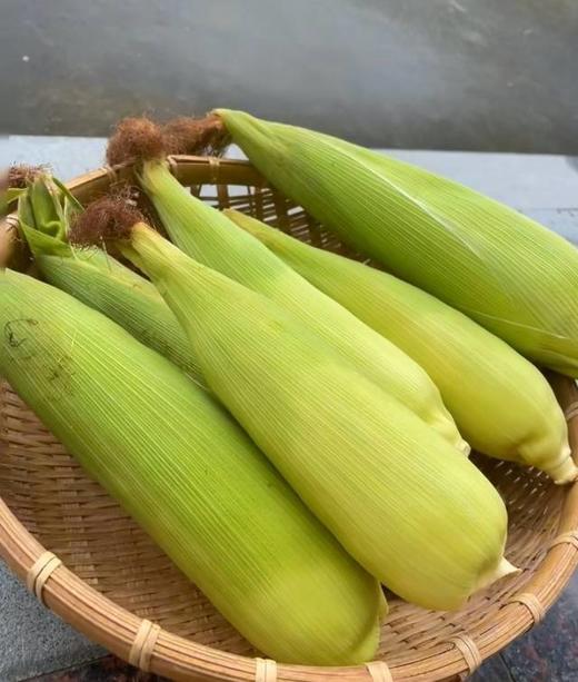 【花糯玉米】 约4斤±0.2斤/份 商品图6