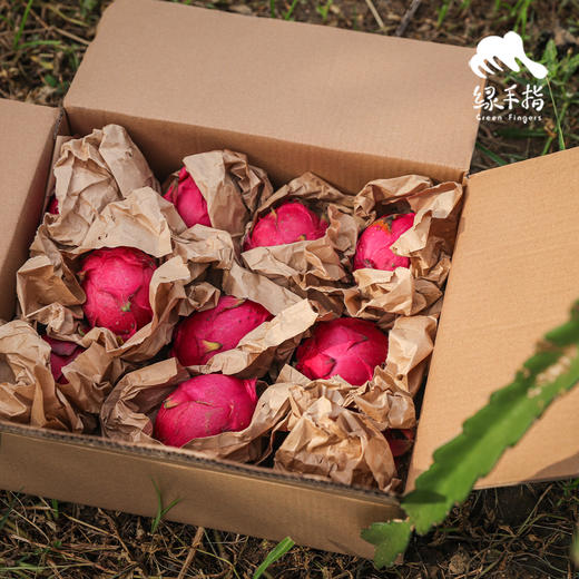 生态盐碱地火龙果 | 绿家自产 *  ecological saline-alkali land | In-House Production 商品图1