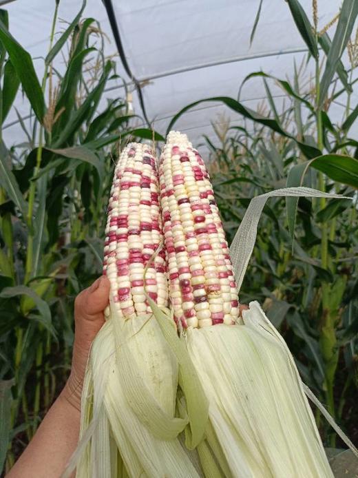 【花糯玉米】 约4斤±0.2斤/份 商品图1