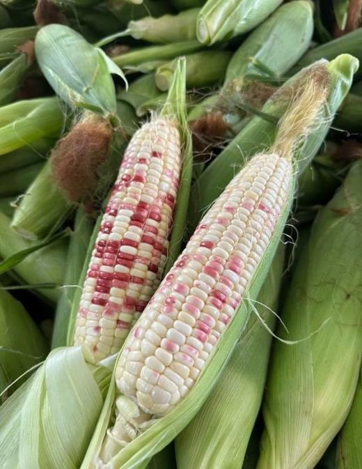 【花糯玉米】 约4斤±0.2斤/份 商品图2