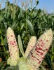 【花糯玉米】 约4斤±0.2斤/份 商品缩略图0
