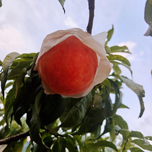 【快递】四川龙泉驿(京艳)水蜜桃约5斤 (单果＞200g  约8-12个) 礼盒装 商品图4
