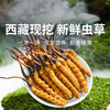 【现挖西藏鲜虫草】季节限定福利 补充满满能量（收到货后请尽快冷冻保存哦~） 商品缩略图0