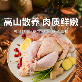  【九华山散养童子鸡2只装】优选生态散养鸡肉质紧实营养美味！富含蛋白质，清蒸红烧炖汤都好吃