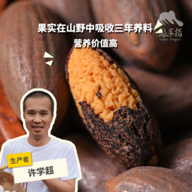 野生香榧 | 合作生产*Wild chinese torreya | Coproduction