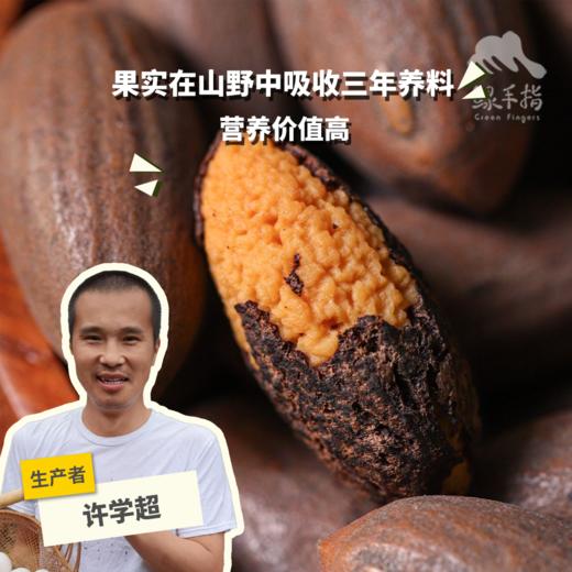 野生香榧 | 合作生产*Wild chinese torreya | Coproduction 商品图0