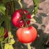 【有机大西红柿】顺丰到家 香甜适口 酸甜爆汁 果香浓郁 回味无穷 商品缩略图2