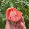 【有机大西红柿】顺丰到家 香甜适口 酸甜爆汁 果香浓郁 回味无穷 商品缩略图3