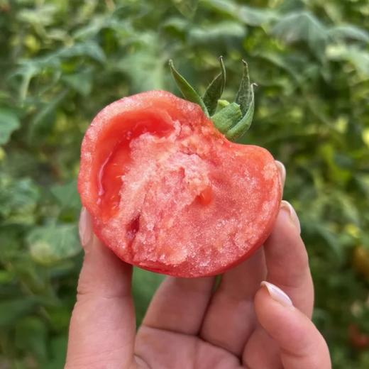 【有机大西红柿】顺丰到家 香甜适口 酸甜爆汁 果香浓郁 回味无穷 商品图3