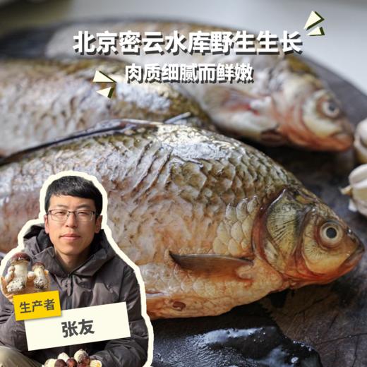 野生冷鲜鲫鱼（京津冀地区包邮）| 合作生产 * Carassius auratus | Partner Production 商品图0