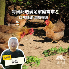 生态鸡份额（母鸡，客服打电话确认后发货）| 绿家自产* Eco- chicken shares | Self-production