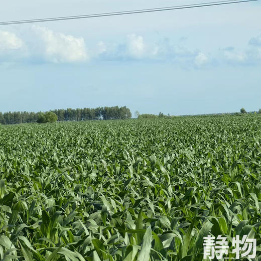 有机糯玉米 10穗装 约2500g｜黑龙江青冈【Y】 商品图4