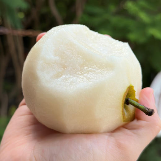 水果优选-建宁黄花梨，被誉为“梨中之王”，富含维C等，有助于消化、润肺止咳等功效（坏果1个赔付5元） 商品图5