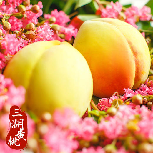 【严选】正宗三湖锦绣黄桃现摘现发统果带箱9.5斤左右（尾果） （基地直发） 商品图0