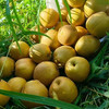 水果优选-建宁黄花梨，被誉为“梨中之王”，富含维C等，有助于消化、润肺止咳等功效（坏果1个赔付5元） 商品缩略图2