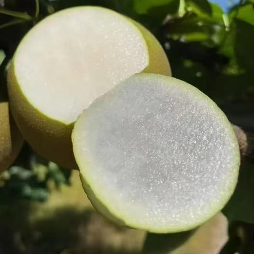 水果优选-建宁黄花梨，被誉为“梨中之王”，富含维C等，有助于消化、润肺止咳等功效（坏果1个赔付5元） 商品图4