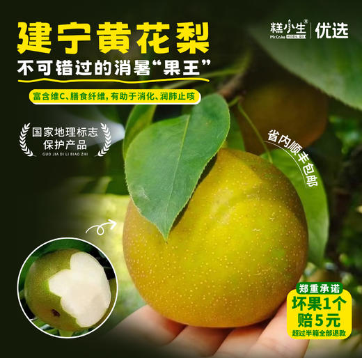 水果优选-建宁黄花梨，被誉为“梨中之王”，富含维C等，有助于消化、润肺止咳等功效（坏果1个赔付5元） 商品图0