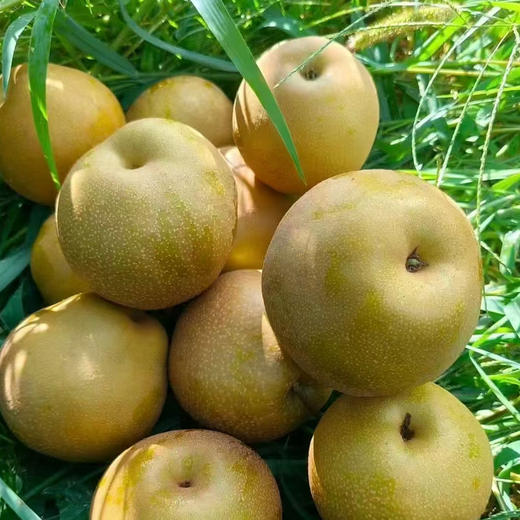 水果优选-建宁黄花梨，被誉为“梨中之王”，富含维C等，有助于消化、润肺止咳等功效（坏果1个赔付5元） 商品图1