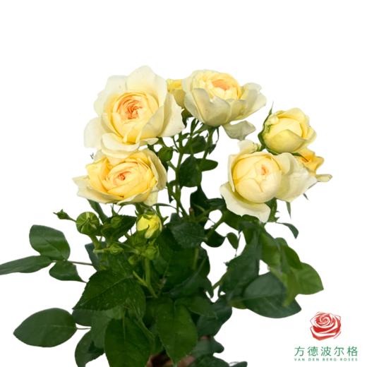 外购多头玫瑰-蜜柚果汁 10枝1扎 商品图1