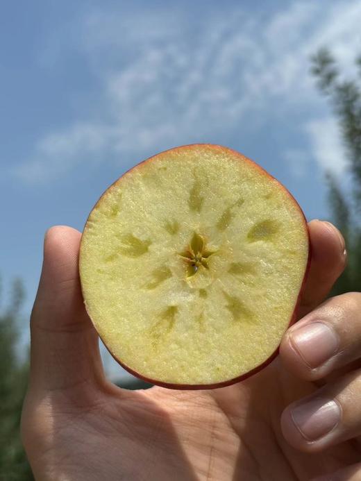 红露苹果 商品图5