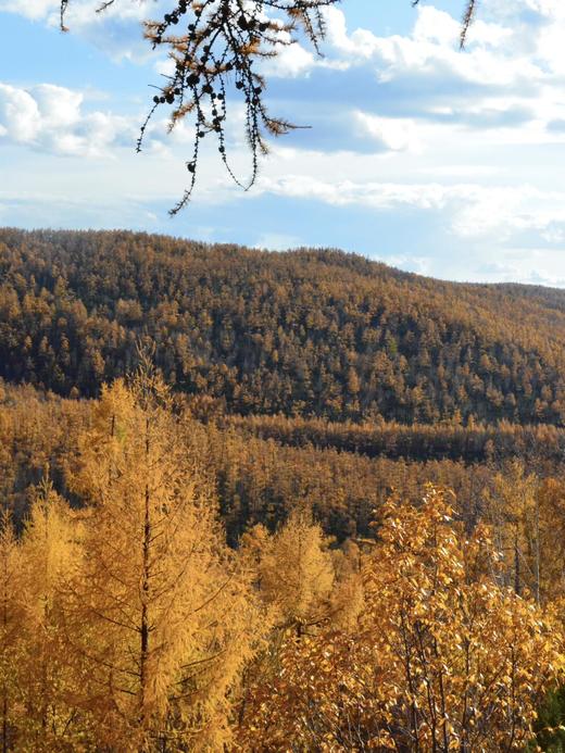 形摄东北·寻最美秋景阿尔山双飞14天【业主专团】0自费0购物 小区接送 【旅游】 商品图2