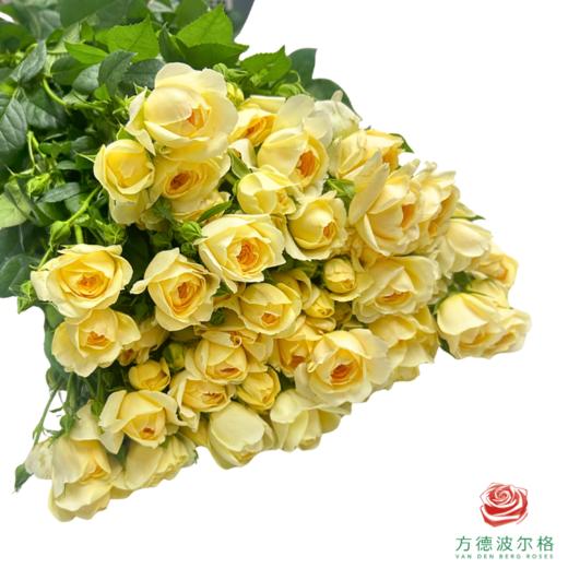 外购多头玫瑰-蜜柚果汁 10枝1扎 商品图2