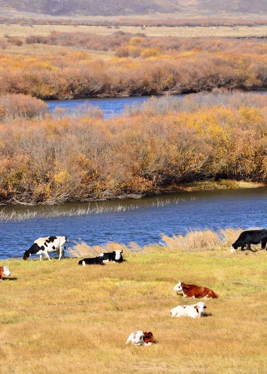 形摄东北·寻最美秋景阿尔山双飞14天【业主专团】0自费0购物 小区接送 【旅游】 商品图5