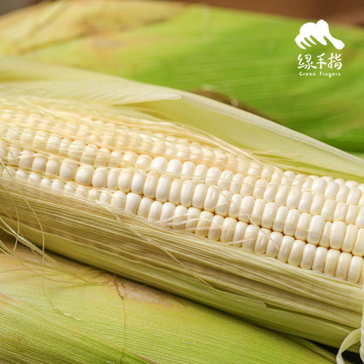 生态浙江甜糯玉米 | 合作生产*Ecological white glutinous corn| Partner Production 商品图1