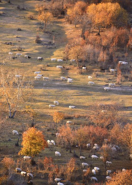 形摄东北·寻最美秋景阿尔山双飞14天【业主专团】0自费0购物 小区接送 【旅游】 商品图4