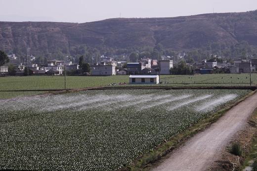 清芹～水果西芹3.6-4斤装 商品图1