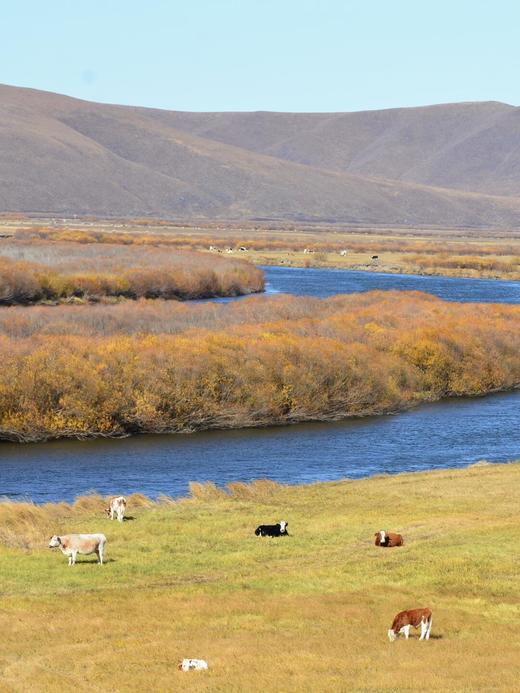 形摄东北·寻最美秋景阿尔山双飞14天【业主专团】0自费0购物 小区接送 【旅游】 商品图6