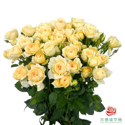 外购多头玫瑰-蜜柚果汁 10枝1扎 商品图0