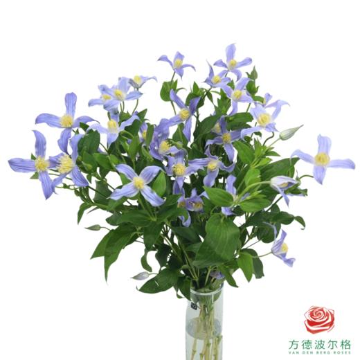 铁线莲 银河 商品图0