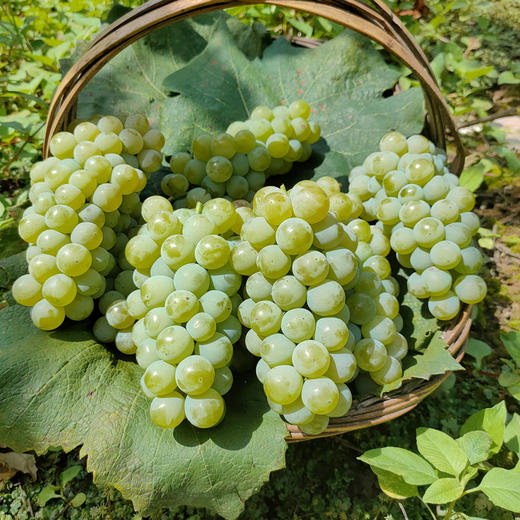 水晶葡萄约1000g/份 商品图2