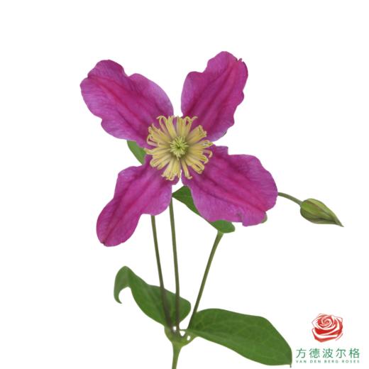 铁线莲 灵感 商品图2