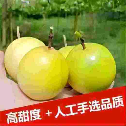 钦蜜9号黄金百香果 商品图2
