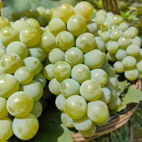 水晶葡萄约1000g/份