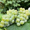 水晶葡萄约1000g/份 商品缩略图3