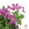铁线莲 灵感 商品缩略图1