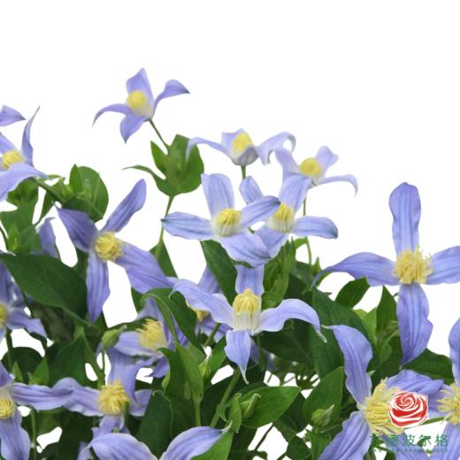 铁线莲 银河 商品图1