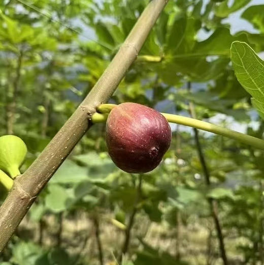 【无花果干】树熟青皮无花果果干/无添加无防腐剂/天然黄体酮营养浓缩/孕妇小孩都能放心吃的美味健康零食独立小包装很方便 商品图2