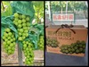 阳光玫瑰5斤礼盒【NB】 商品缩略图0