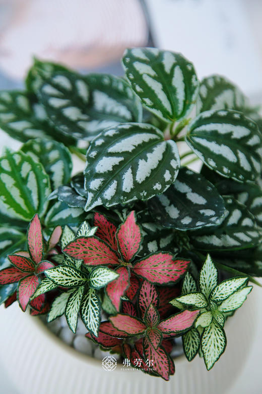 冷水花 商品图2