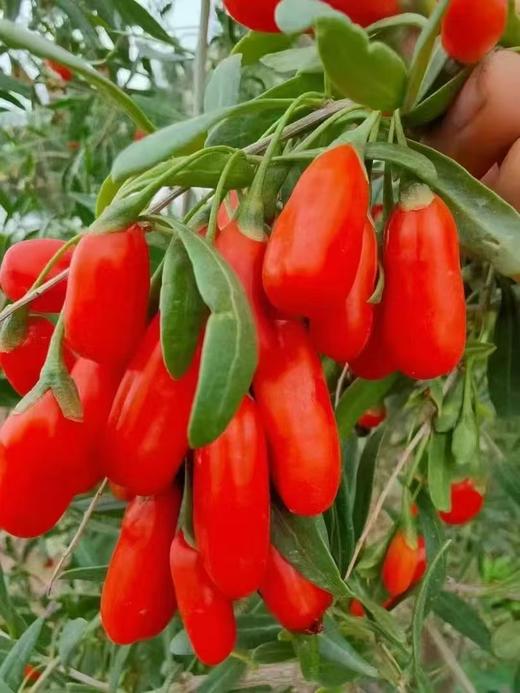 包邮/无硫中卫头茬枸杞  无任何添加  自然晾晒 商品图2