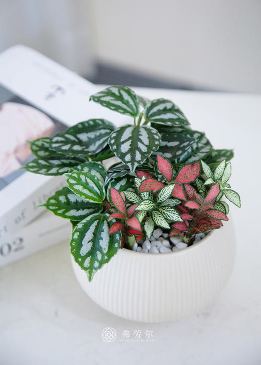 冷水花 商品图1