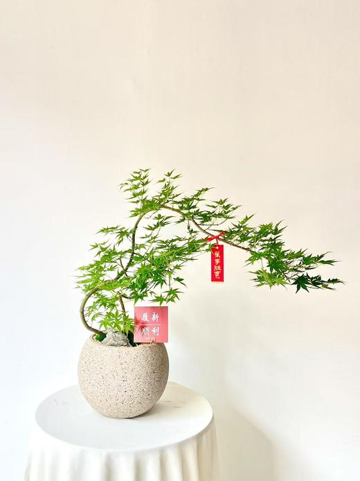 流泉枫圆水泥盆/380 商品图0